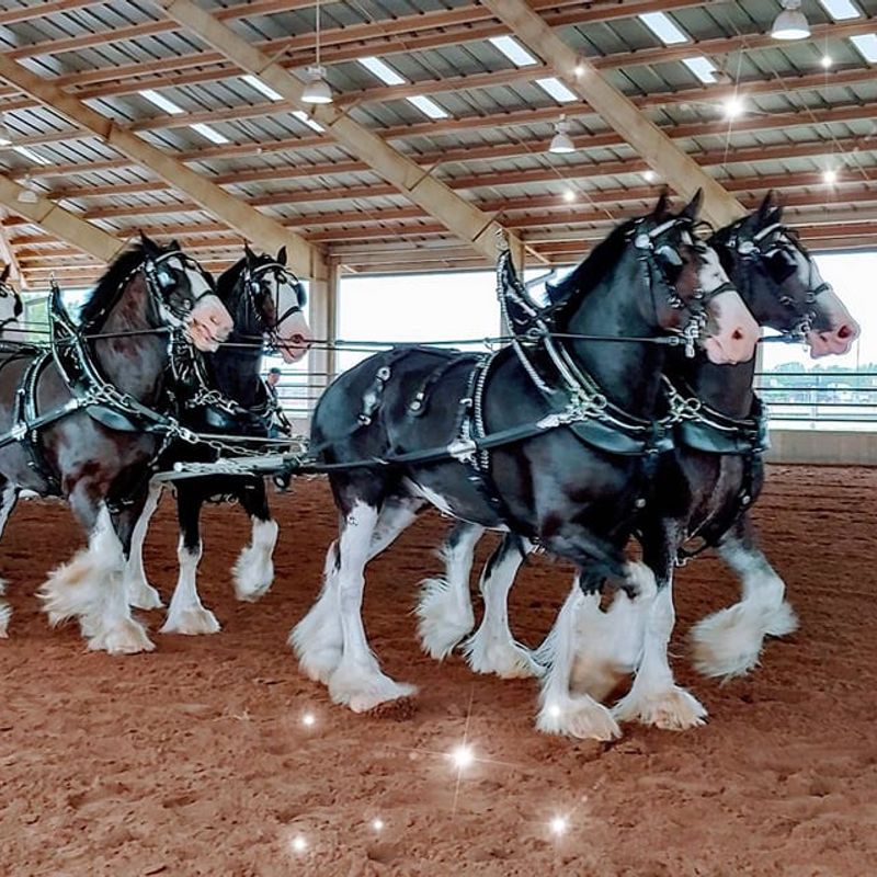 Express Clydesdales Ranch Oklahoma's Official Travel