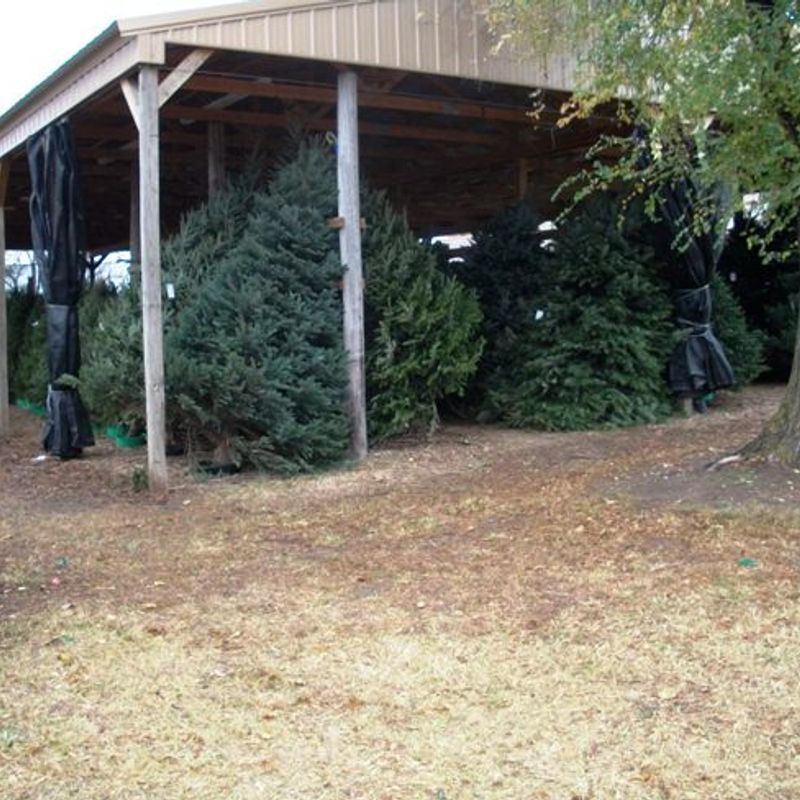 Owasso Christmas Tree & Berry Farm Oklahoma's Official