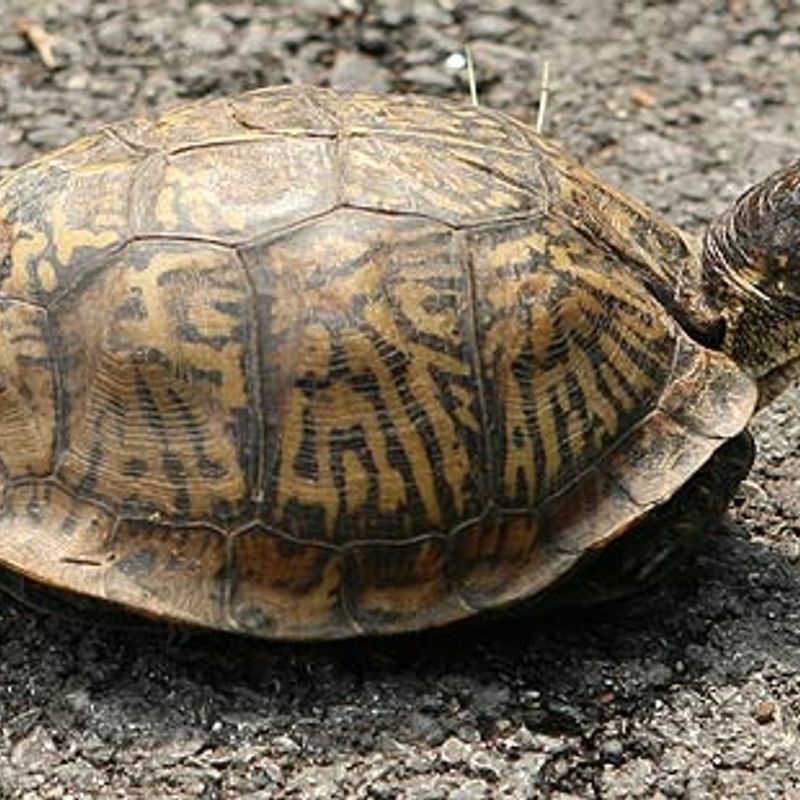 Great Turtle Race Oklahoma's Official Travel & Tourism