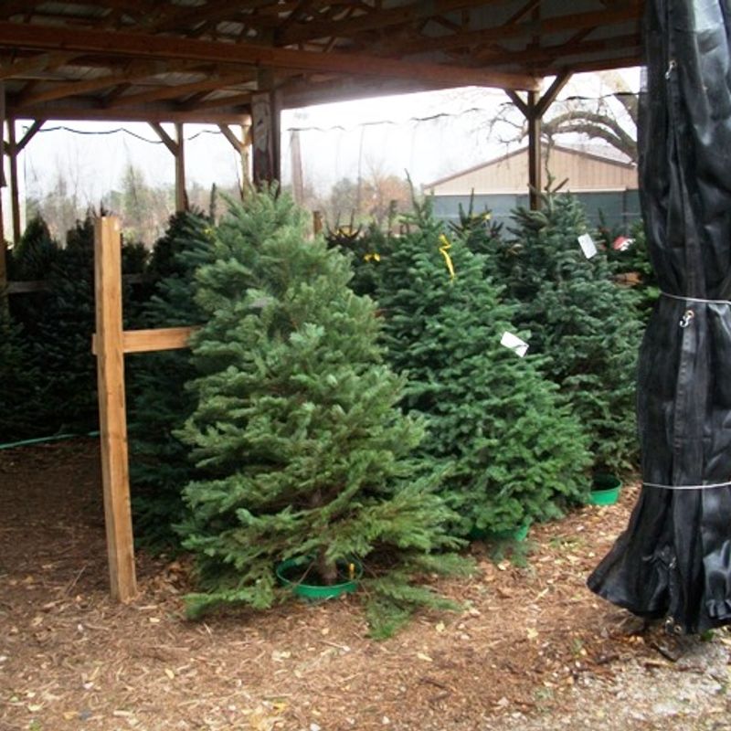 Owasso Christmas Tree & Berry Farm Oklahoma's Official