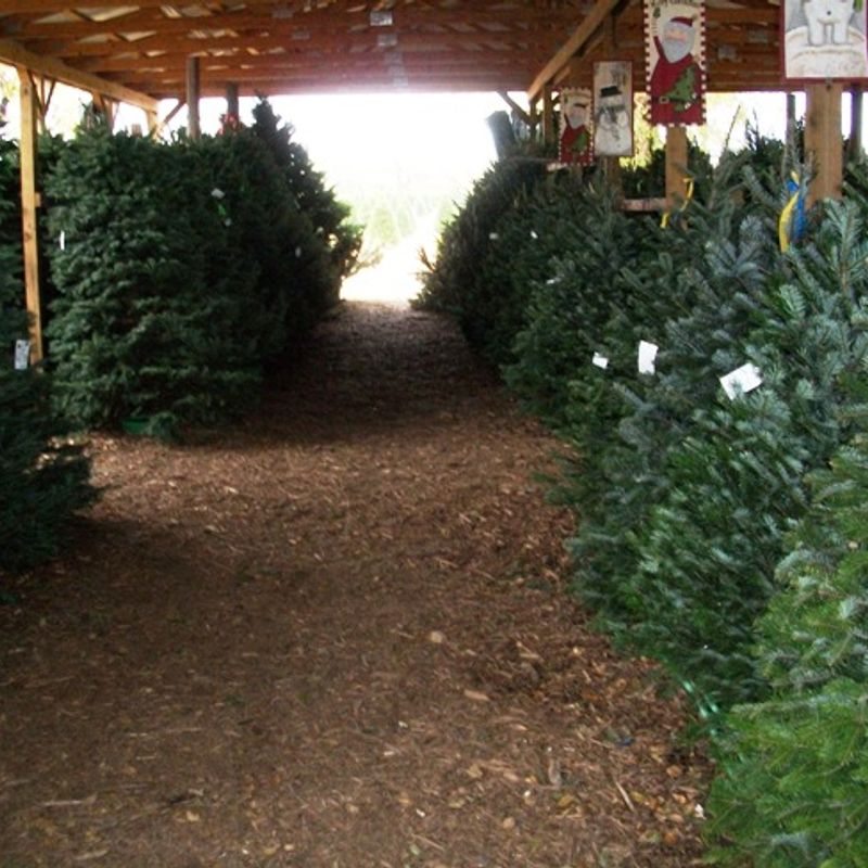 Owasso Christmas Tree & Berry Farm Oklahoma's Official