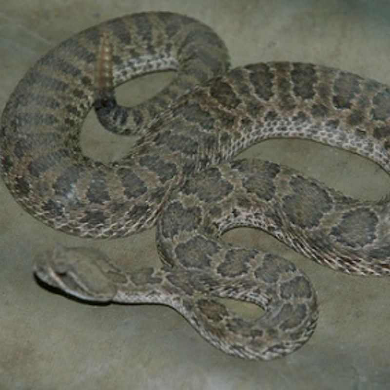 Waynoka Rattlesnake Hunt Oklahoma's Official Travel