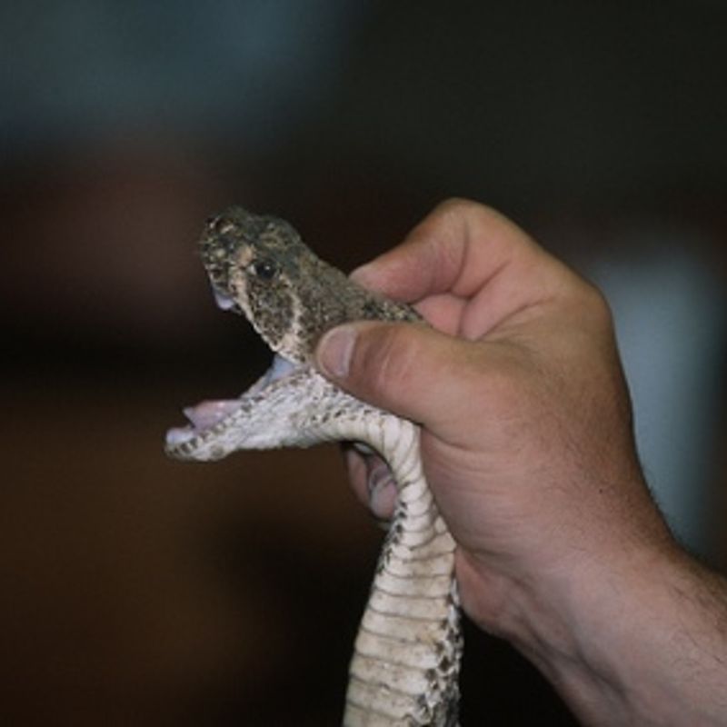 Waynoka Rattlesnake Hunt Oklahoma's Official Travel