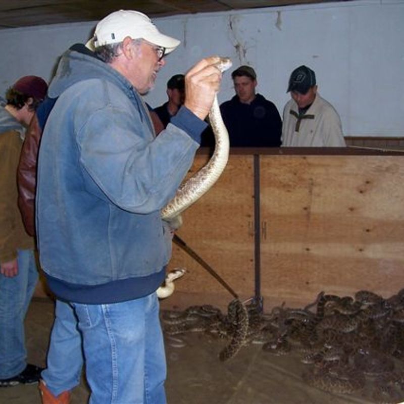 Waynoka Rattlesnake Hunt Oklahoma's Official Travel