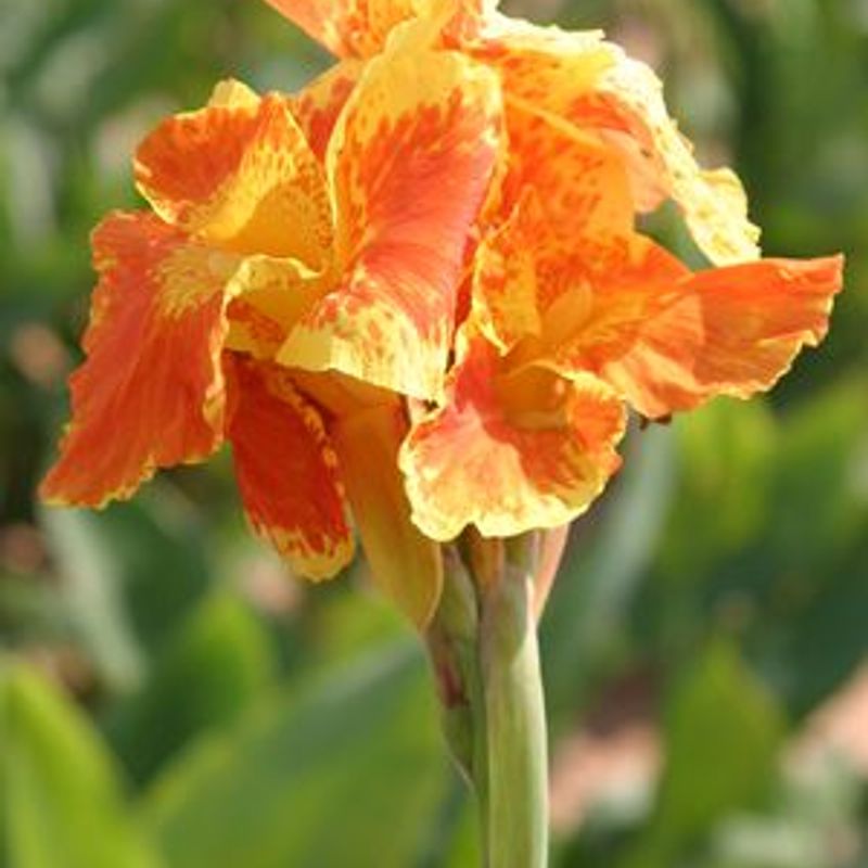 Horn Canna Farm Oklahoma's Official Travel & Tourism Site