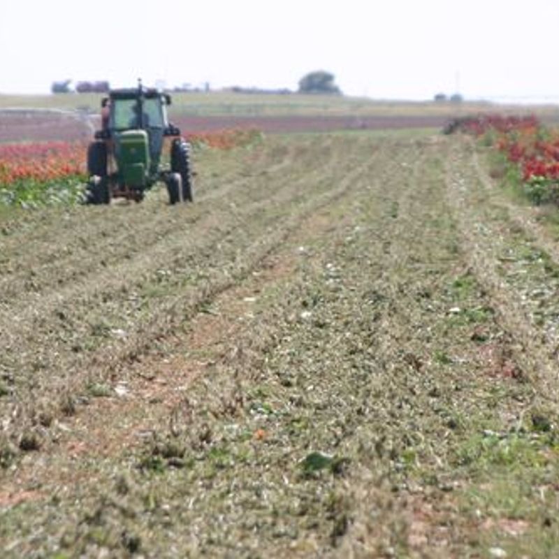Horn Canna Farm Oklahoma's Official Travel & Tourism Site