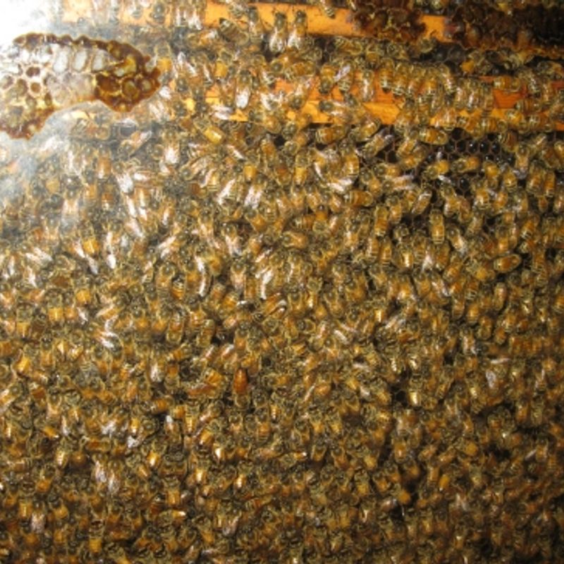 Beginner Beekeeping Class Oklahoma's Official Travel