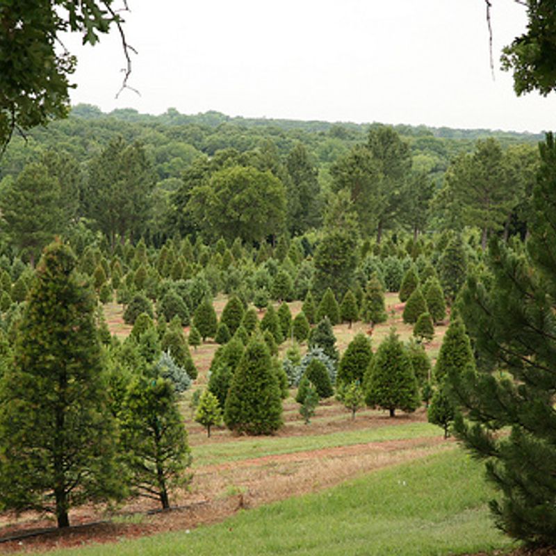 Mill Christmas Tree & Blackberry Farm Oklahoma