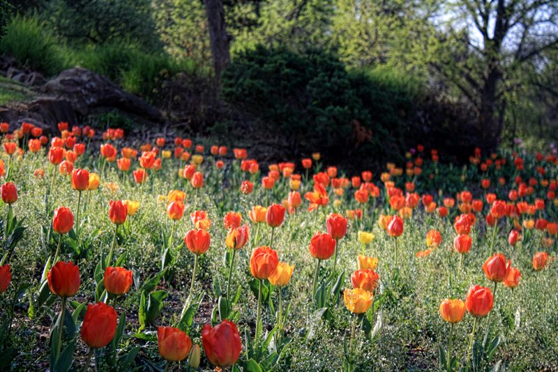 50 Ways To Celebrate Spring In Oklahoma Travelok Com