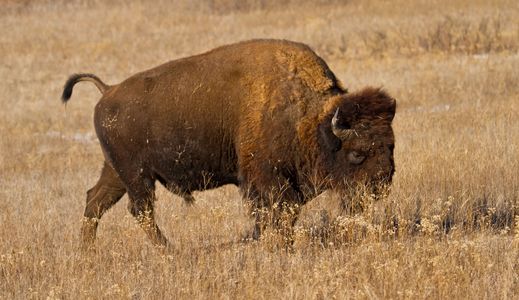 Wichita Mountains Wildlife Refuge & Visitor's Center | TravelOK.com ...