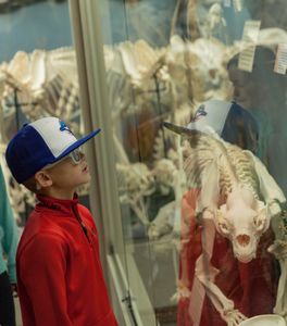 Skeletons: Museum of Osteology | TravelOK.com - Oklahoma's Official ...