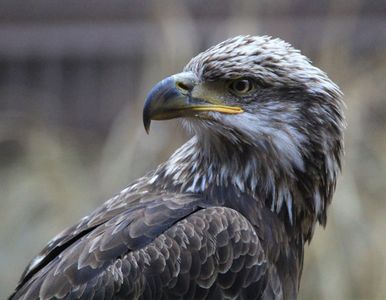 Citizen Potawatomi Nation Eagle Aviary | TravelOK.com - Oklahoma's ...