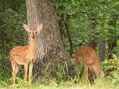 Beavers Bend Lodge | TravelOK.com - Oklahoma's Official Travel