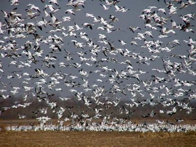 Sequoyah National Wildlife Refuge | TravelOK.com - Oklahoma's Official ...