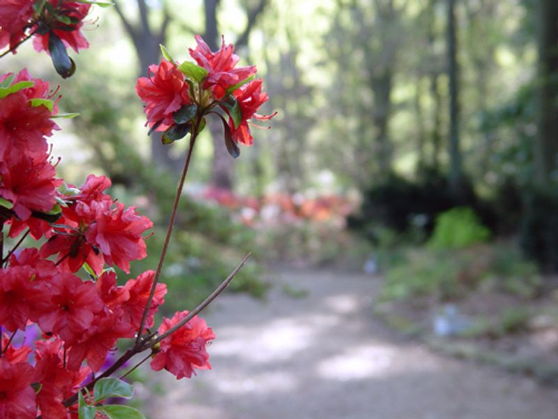 Azaleas set a path in Honor Heights Park ablaze with color during the annual Azalea Festival.