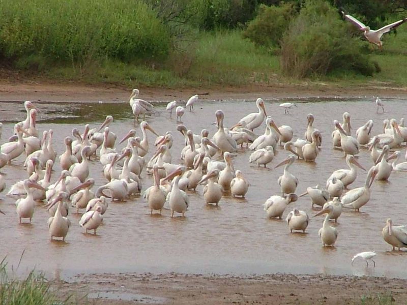 Pelicans congregate at the water's edge in Salt Plains National Wildlife Refuge near Jet. Pelicans migrate through Oklahoma in the fall and visit the Great Salt Plains on their way.