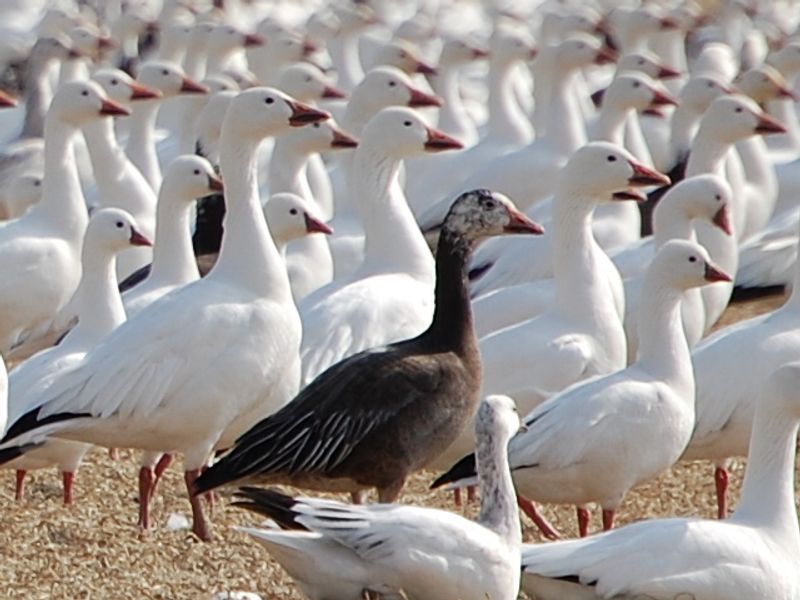 Geese congregate at the Sequoyah National Wildlife Refuge near Vian in eastern Oklahoma.
