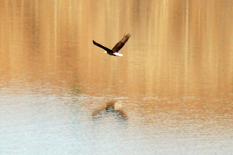 A bald eagle in flight skims across the surface of the lake in Black Mesa State Park near Kenton. The park is located in the panhandle at the junction of Oklahoma, Colorado and New Mexico. Black Mesa is the highest point in Oklahoma.
