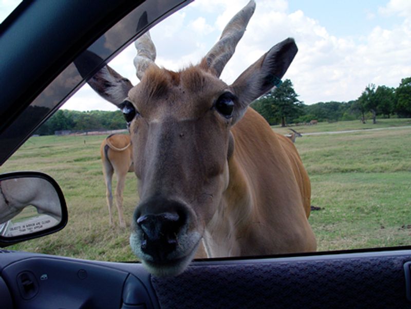 Drive through Arbuckle Wilderness in Davis and feed friendly animals along the way.