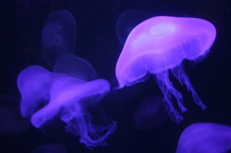 Jellyfish glow luminously as they dance in their tank at the Oklahoma Aquarium in Jenks near Tulsa. The aquarium is home to thousands of sea creatures and native inhabitants of Oklahoma's waters.