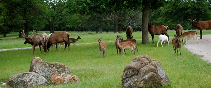 The grounds of Woolaroc in Bartlesville serve as a wildlife refuge where domestic and exotic animals roam freely.  