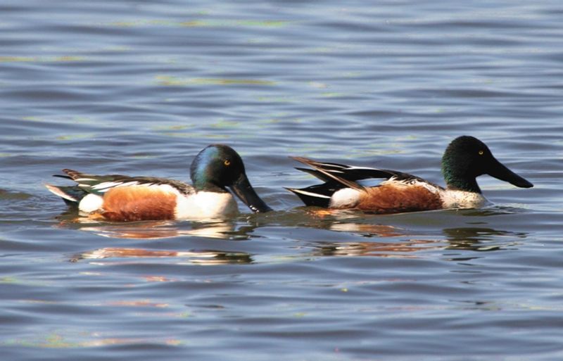 Hackberry Flat and Red Slough offer some of the state’s best opportunities for viewing waterfowl.