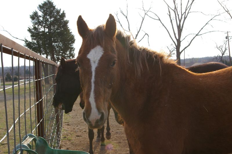 Go on a horseback ride at Meadow Lake Ranch in Sand Springs.