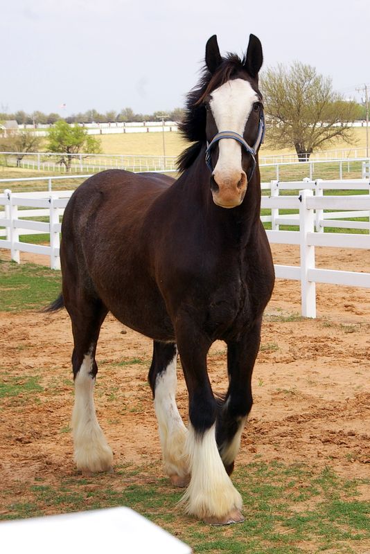 A beautiful and massive horse poses at the Express Clydesdales Ranch in Yukon. Tourists can visit these gentle giants and tour their barns free of charge. A zebra and miniature horses at the ranch also enjoy visitors.