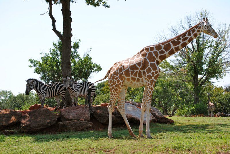 Oklahoma's Animal Attractions | TravelOK.com - Oklahoma's Official ...
