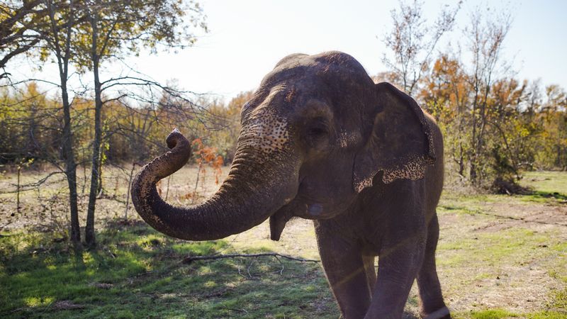 Get up-close-and-personal with majestic Asian elephants in a natural habitat at the Endangered Ark Foundation in Hugo.