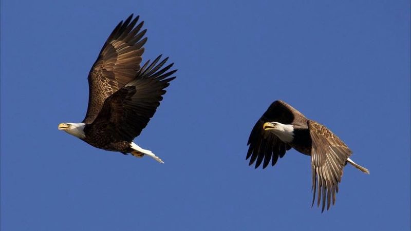 Eagles take flight on a clear day in northeast Oklahoma.