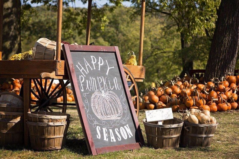 Pick the perfect pumpkin at Parkhurst Ranch &amp; Pumpkin Patch in Arcadia.