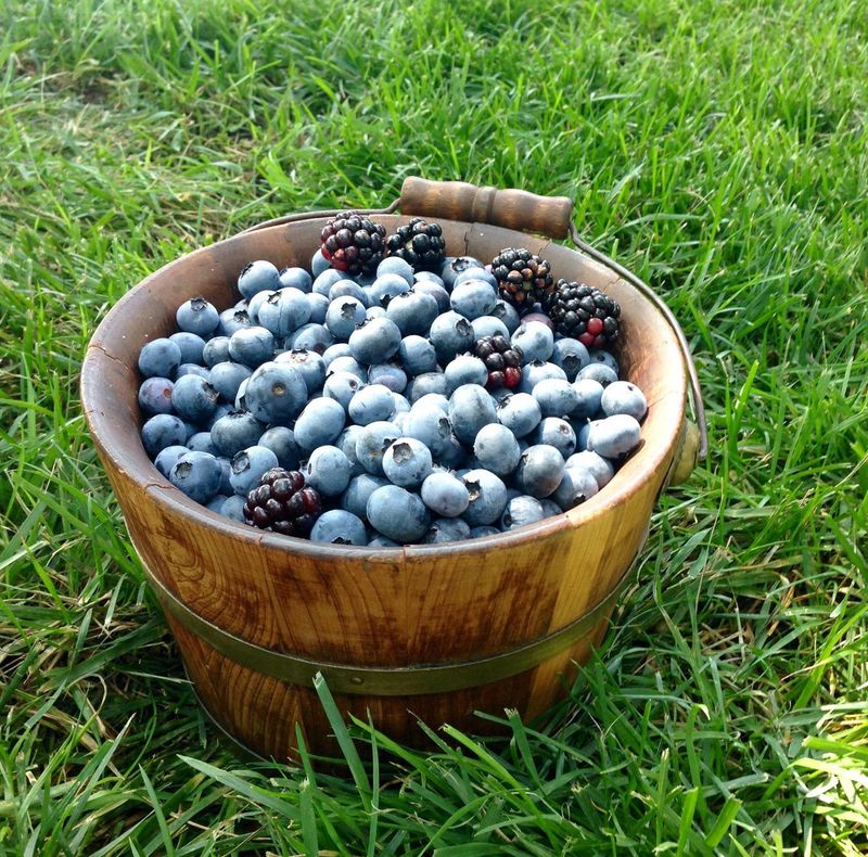 Visitors will find a diverse selection of berries at the scenic Endicott Farms in Mounds.