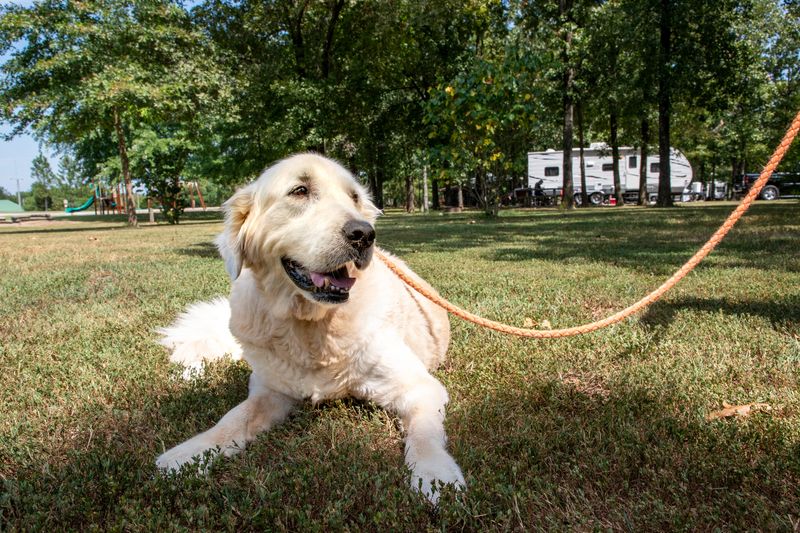 Bring your pup along on our tour of Natural Falls State Park.
