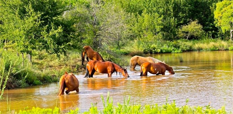 At Mowdy Ranch Mustangs in Coalgate, visitors have the opportunity to view wild horses in their natural environment.