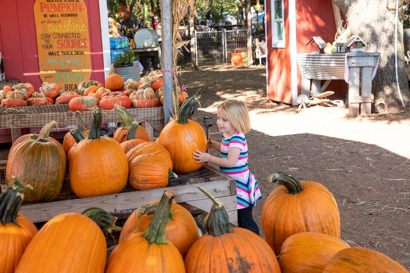 Select the perfect pumpkin from the Parkhurst Pumpkin Patch in Arcadia.