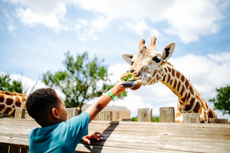 Go behind the scenes and meet your favorite zoo animal up-close during a Wild Encounter at the Oklahoma City Zoo in Oklahoma City’s Adventure District.