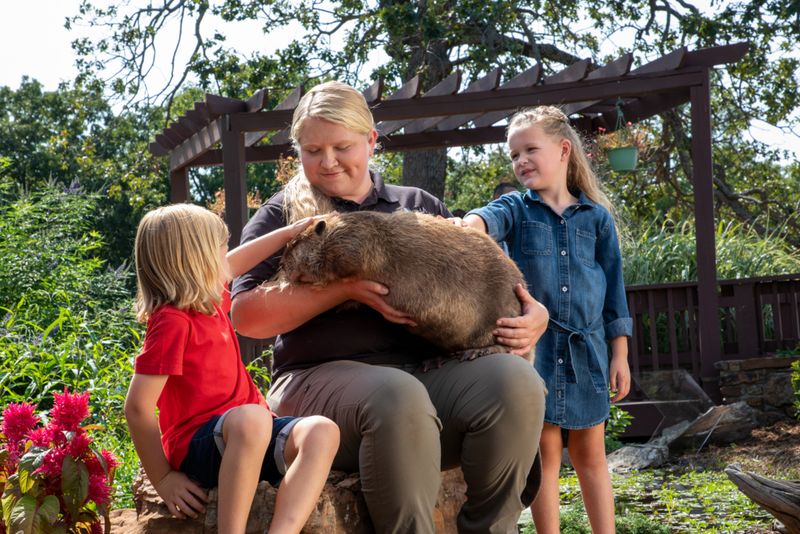 Sequoyah State Park naturalist Sierra Coon sharing rescued beaver Bixby with park guests at Three Forks Nature Center.