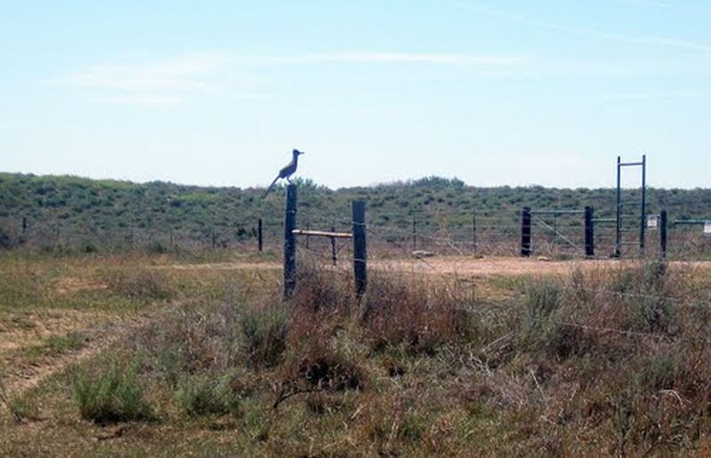 Marvel at wildlife and explore the upland rolling hills of Cooper Wildlife Management Area in Woodward.