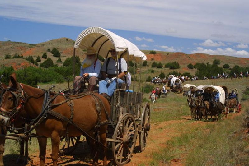 Covered wagons accompany the cowboys driving cattle during the Great Western Trail Drive & Festival near Vici.
