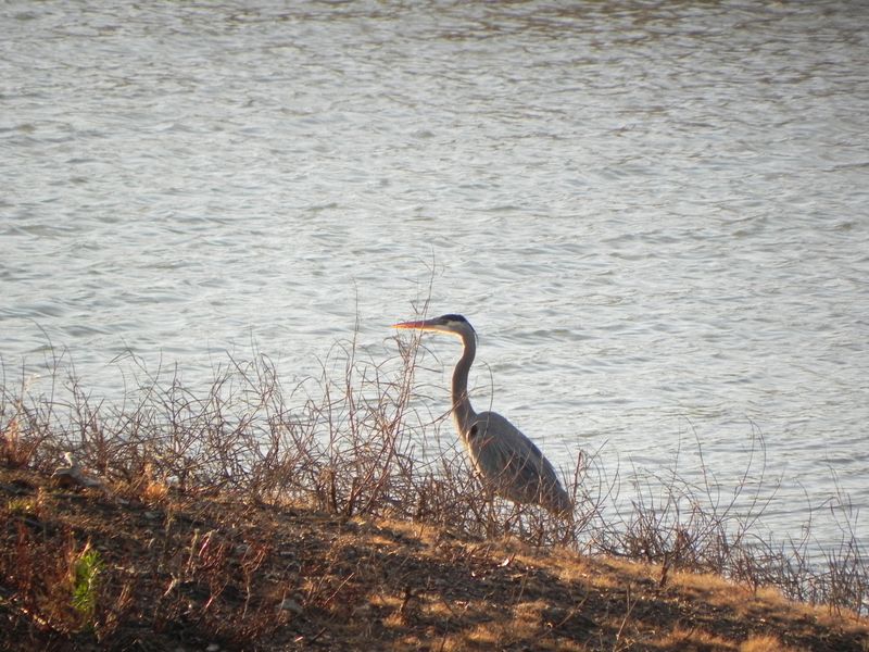 Blue Heron at Catfish Bay, Lake Texoma