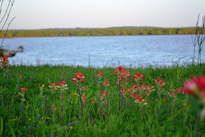Wildflowers on the shores of Lake Texoma.