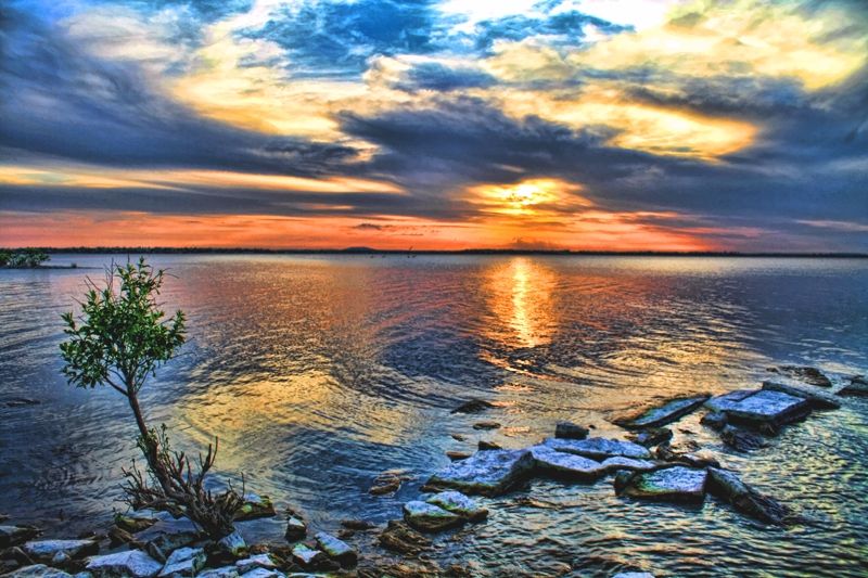 A delightfully colorful sunset highlights a tenacious shrub that is thriving along the rocky shoreline of Lake Eufaula.