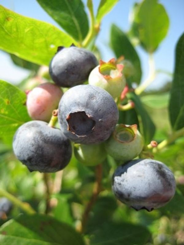 At Maple Creek Berry Farm in Poteau, you can pick your own delicious blueberries and blackberries to take home with you and enjoy fresh-from-the-farm taste.