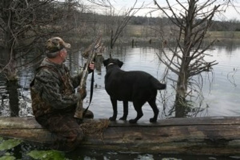 Bring your own dog along or use one of the experienced hunting dogs provided by Law Dawg Hunting Lodge in Cogar.