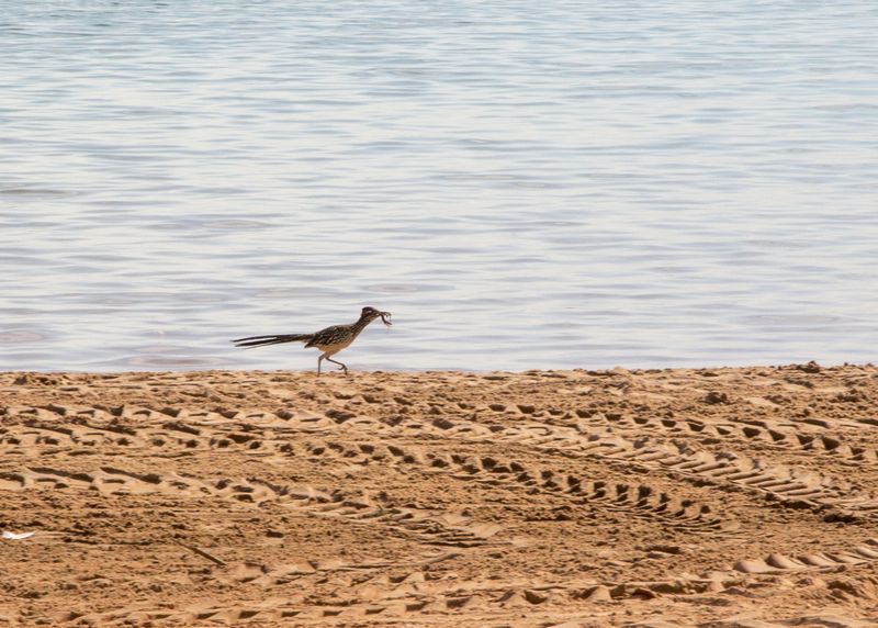 Foss State Park in Foss features unexpected wildlife treasures like watchable wildlife, including roadrunners.