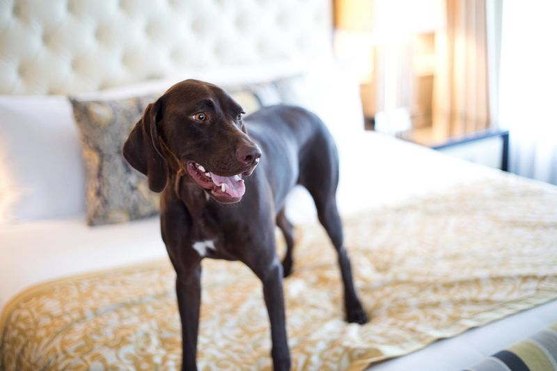 All rooms in the Ambassador Hotel are pet-friendly, so bring your four-legged pal along on your next Tulsa adventure.