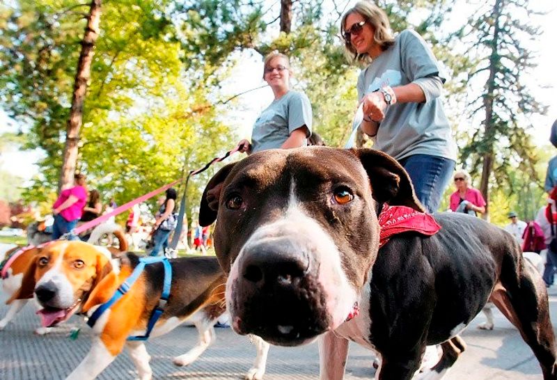 Dogs can socialize in a safe environment while getting their exercise at Paws Valley Dog Park.