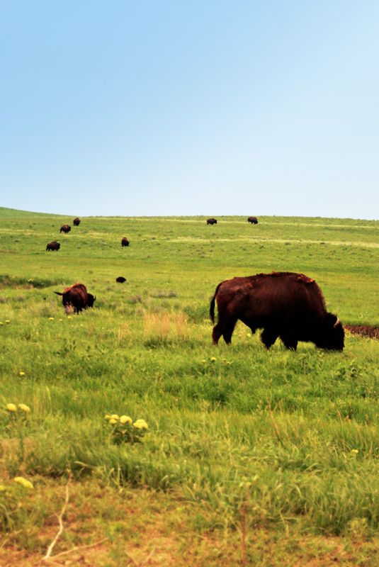 Joseph H. Williams Tallgrass Prairie Preserve | TravelOK.com - Oklahoma ...