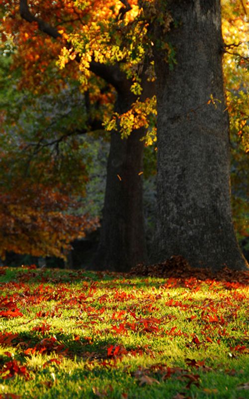 Oklahoma Fall Foliage and Festivals Oklahoma's